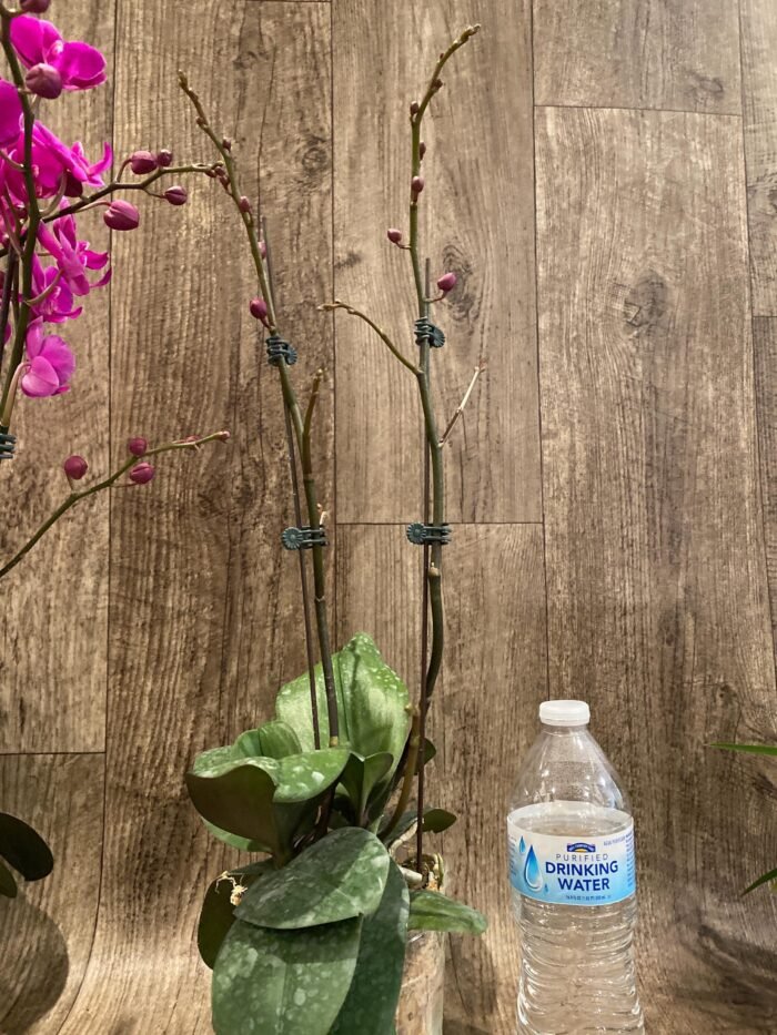 Multi Branch Spikes - Double Plant Phalaenopsis Dtps Queen Bear Huge Plant (4.5" pot) - Image 8