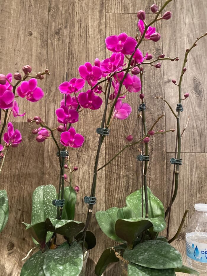 Multi Branch Spikes - Double Plant Phalaenopsis Dtps Queen Bear Huge Plant (4.5" pot) - Image 6