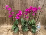 Multi Branch Spikes - Double Plant Phalaenopsis Dtps Queen Bear Huge Plant (4.5" pot) - Image 4