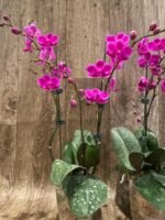 Multi Branch Spikes - Double Plant Phalaenopsis Dtps Queen Bear Huge Plant (4.5" pot) - Image 7