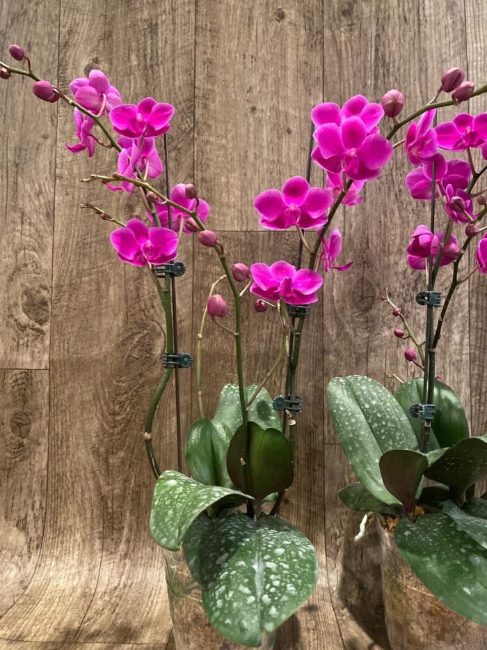 Multi Branch Spikes - Double Plant Phalaenopsis Dtps Queen Bear Huge Plant (4.5" pot) - Image 7