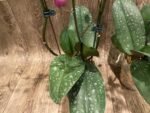 Multi Branch Spikes - Double Plant Phalaenopsis Dtps Queen Bear Huge Plant (4.5" pot) - Image 9