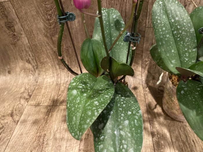 Multi Branch Spikes - Double Plant Phalaenopsis Dtps Queen Bear Huge Plant (4.5" pot) - Image 9