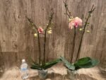 Double Spikes Phalaenopsis Large Lioulin Smart Lip (4.5" pot) - Image 4