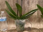 Double Spikes Phalaenopsis Large Lioulin Smart Lip (4.5" pot) - Image 8