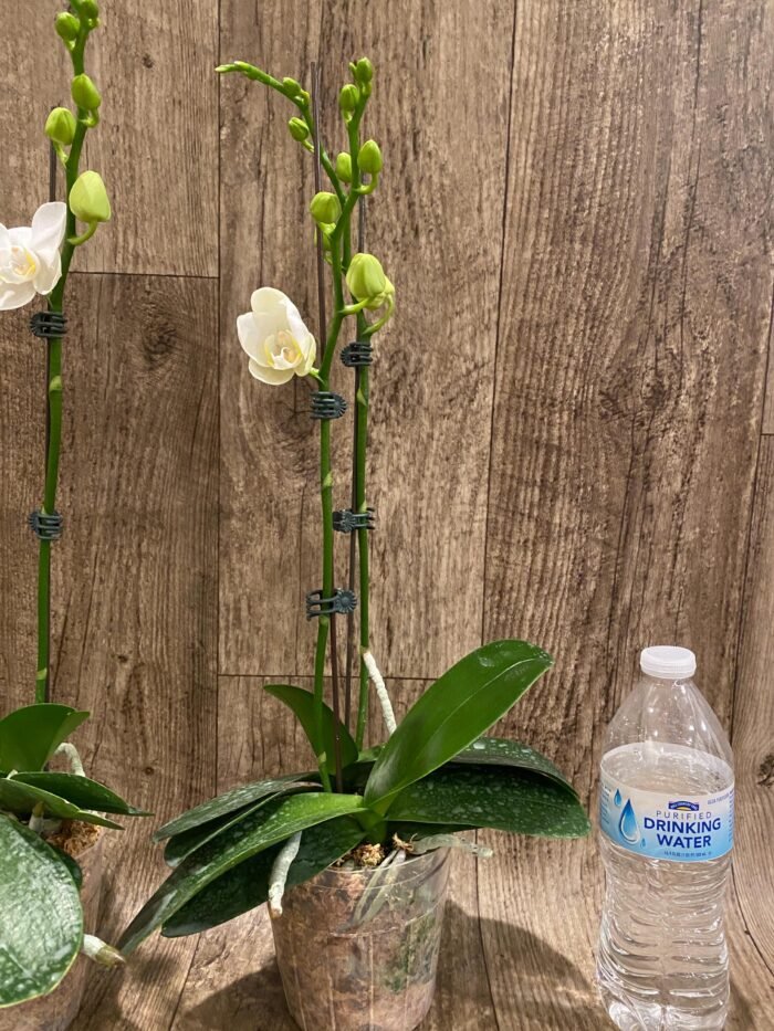Double Spikes Phalaenopsis Dtps. Long Pride Snowboard Double Plants (4" pot) - Image 6