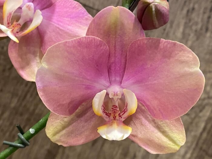 Double Spikes Phalaenopsis OX Golden Star 'OX1663' × SKB Black Lace (4" pot) - Image 4