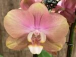 In Spike Phalaenopsis OX Golden Star 'OX1663' × SKB Black Lace (4" pot) - Image 2