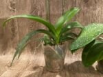 Double Spikes Phalaenopsis OX Golden Star 'OX1663' × SKB Black Lace (4" pot) - Image 10