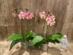 Double Spikes Phalaenopsis OX Golden Star 'OX1663' × SKB Black Lace (4" pot) - Image 6