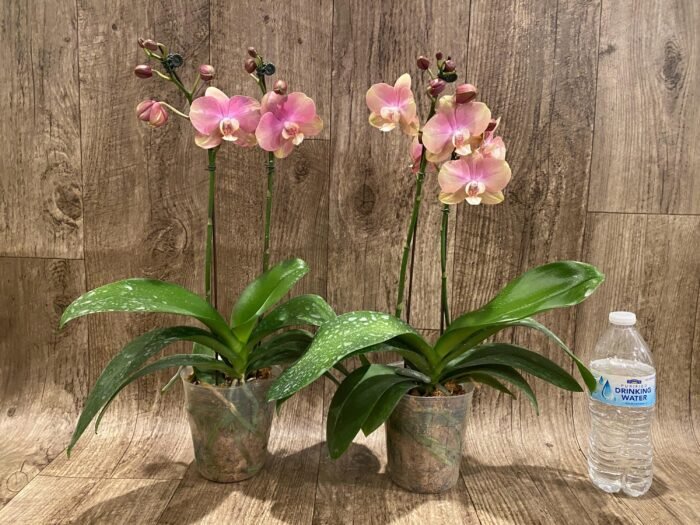 Double Spikes Phalaenopsis OX Golden Star 'OX1663' × SKB Black Lace (4" pot) - Image 5