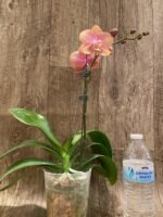 In Spike Phalaenopsis OX Golden Star 'OX1663' × SKB Black Lace (4" pot) - Image 7