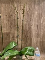 Double Spikes Phalaenopsis Pink Icing (4.5" pot) - Image 7