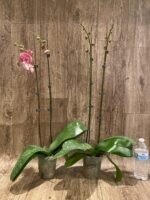 Double Spikes Phalaenopsis Pink Icing (4.5" pot) - Image 4