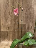 Double Spikes Phalaenopsis Pink Icing (4.5" pot) - Image 6