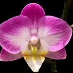 Double Spikes Phalaenopsis GC Reyoung Snow Fox (4.5" pot)