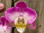 Double Spikes Phalaenopsis GC Reyoung Snow Fox (4.5" pot) - Image 3