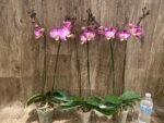 Double Spikes Phalaenopsis GC Reyoung Snow Fox (4.5" pot) - Image 5