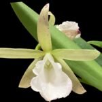 Brassavola nodosa x C. Lulu (3.5" Pot)