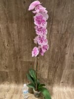 Rare Phalaenopsis Large I-Hsin Dream Bubble “Splash” 38” Tall (4.5" pot) - Image 5