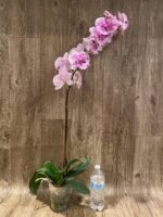 Rare Phalaenopsis Large I-Hsin Dream Bubble “Splash” 38” Tall (4.5" pot) - Image 7