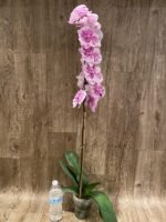 Rare Phalaenopsis Large I-Hsin Dream Bubble “Splash” 38” Tall (4.5" pot) - Image 9