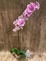 Rare Phalaenopsis Large I-Hsin Dream Bubble “Splash” 38” Tall (4.5" pot) - Image 8