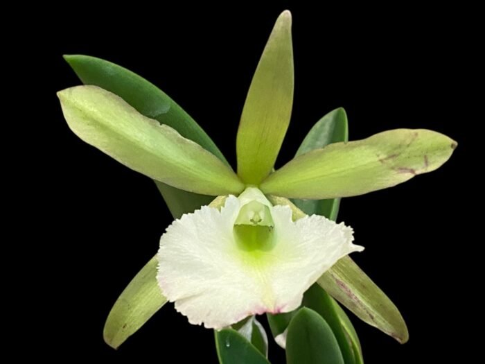 Cattleya aclandiae × B. David Sanders (3.5” Pot) - Image 1