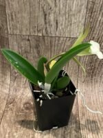 Cattleya aclandiae × B. David Sanders (3.5” Pot) - Image 3