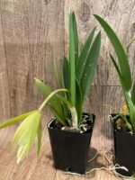 In Bud Procholavola QF Wailele (David Sander x mariae) (3.5” Pot) - Image 4