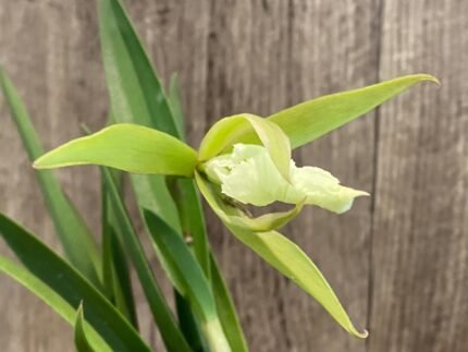 In Bud Procholavola QF Wailele (David Sander x mariae) (3.5” Pot)