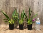 Double Spikes Vuylstekeara Carnival 'Rio' (3.5” Pot) - Image 2