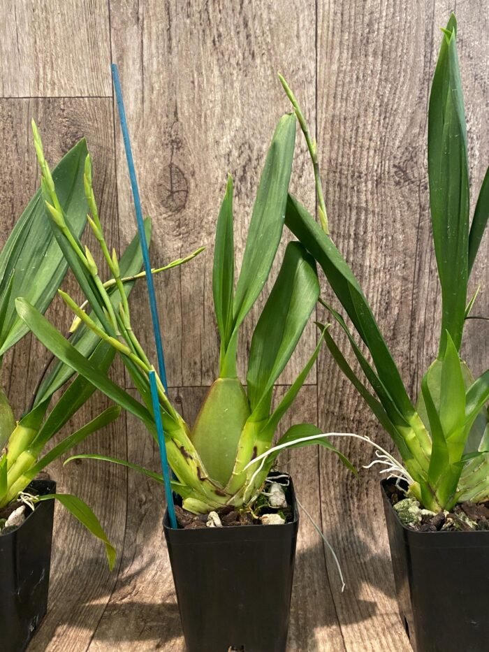 Double Spikes Vuylstekeara Carnival 'Rio' (3.5” Pot) - Image 6