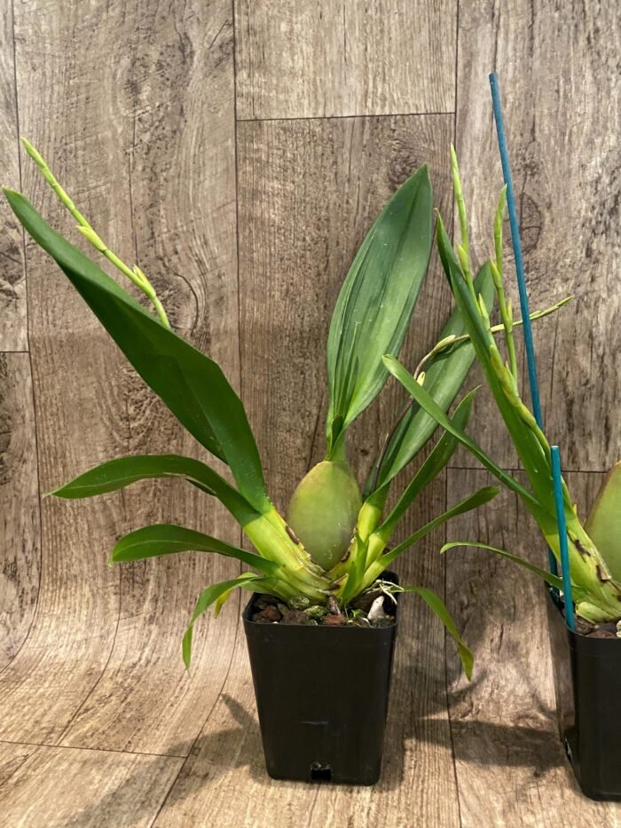 Double Spikes Vuylstekeara Carnival 'Rio' (3.5” Pot) - Image 4