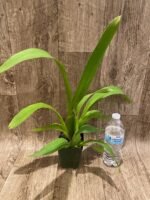 Oncidium Pacific Pagan 'Kilauea' (3.5” Pot) - Image 3