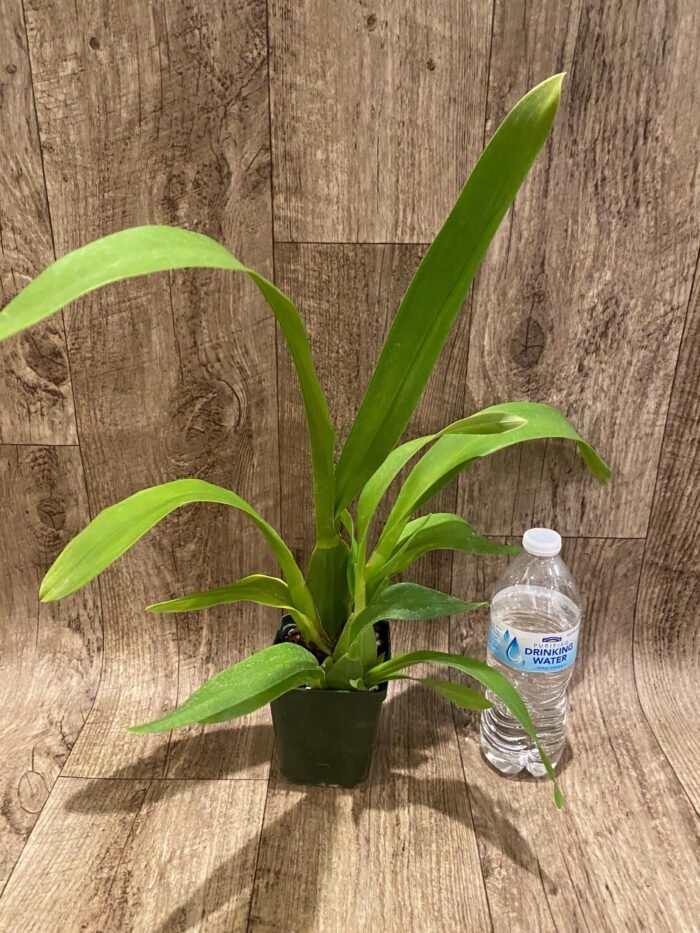 Oncidium Pacific Pagan 'Kilauea' (3.5” Pot) - Image 3