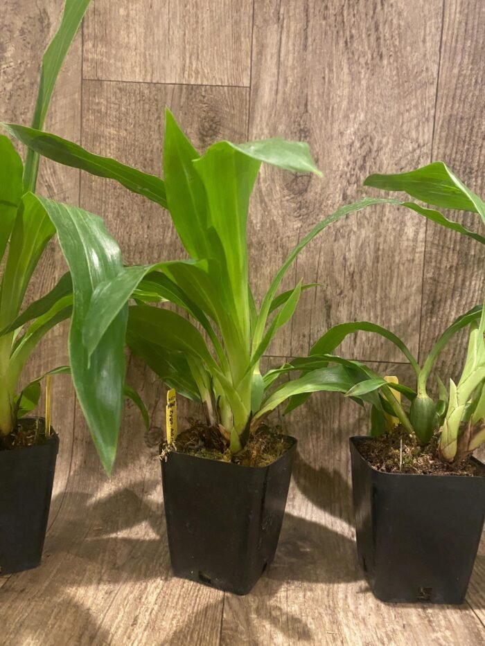 Zygopetalum Advance Australia AM/AOS Fragrant (3.5” pot) - Image 5