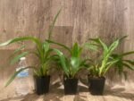 Zygopetalum Advance Australia AM/AOS Fragrant (3.5” pot) - Image 2