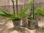 Double Spikes Phalaenopsis I-Hsin Golden Tangerine Ice (3.5" pot) - Image 9