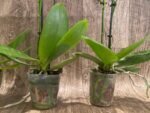 Double Spikes Phalaenopsis I-Hsin Golden Tangerine Ice (3.5" pot) - Image 10