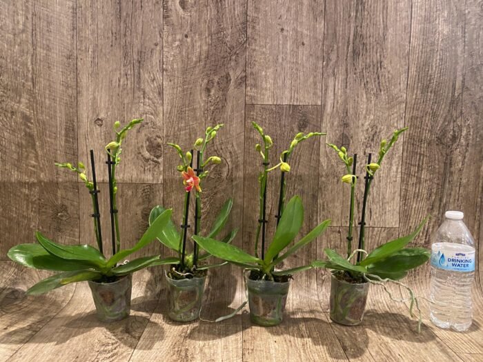 Double Spikes Phalaenopsis I-Hsin Golden Tangerine Ice (3.5" pot) - Image 5