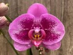 Double Spikes Phalaenopsis I-Hsin Banqiao  (4.5" pot) - Image 3