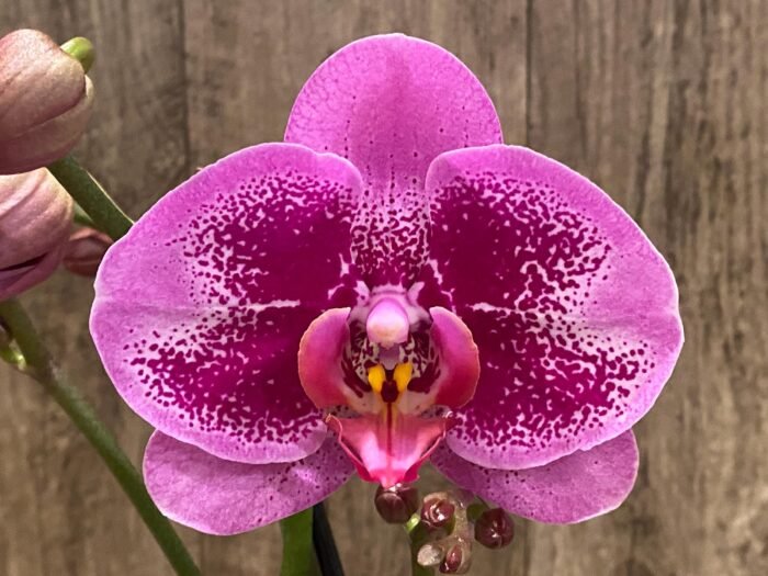Double Spikes Phalaenopsis I-Hsin Banqiao  (4.5" pot) - Image 3