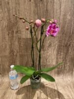 Double Spikes Phalaenopsis I-Hsin Banqiao  (4.5" pot) - Image 6