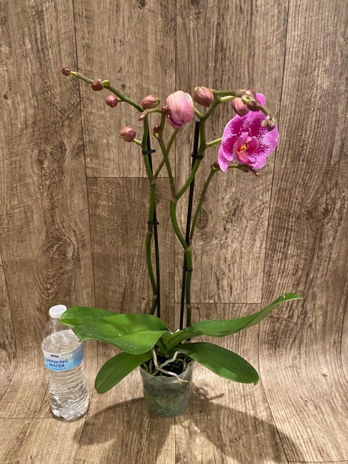 Double Spikes Phalaenopsis I-Hsin Banqiao  (4.5" pot) - Image 6