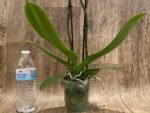Double Spikes Phalaenopsis I-Hsin Banqiao  (4.5" pot) - Image 4