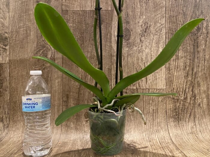 Double Spikes Phalaenopsis I-Hsin Banqiao  (4.5" pot) - Image 4