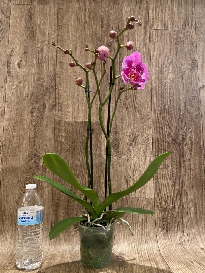 Double Spikes Phalaenopsis I-Hsin Banqiao  (4.5" pot) - Image 7