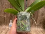 Double Spikes Phalaenopsis I-Hsin Banqiao  (4.5" pot) - Image 8