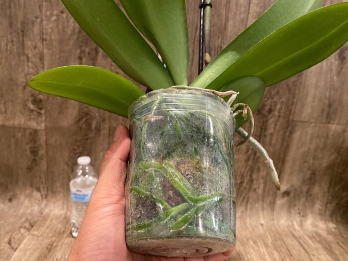 Double Spikes Phalaenopsis I-Hsin Banqiao  (4.5" pot) - Image 8